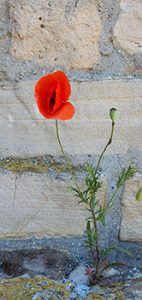 red poppy sprouted from a rock